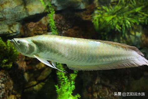 養龍魚|養龍魚常見的問題，新手養龍問題專區。魚缸尺寸？養龍水溫？如。